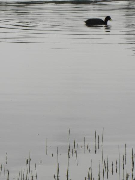 a coot of some sort