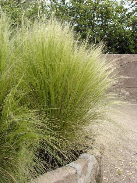 Chilean Needle grass
