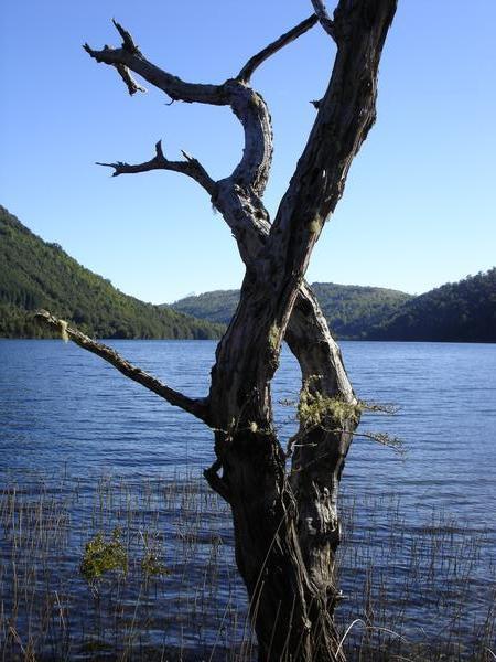 Lago Tinquilco & dead tree