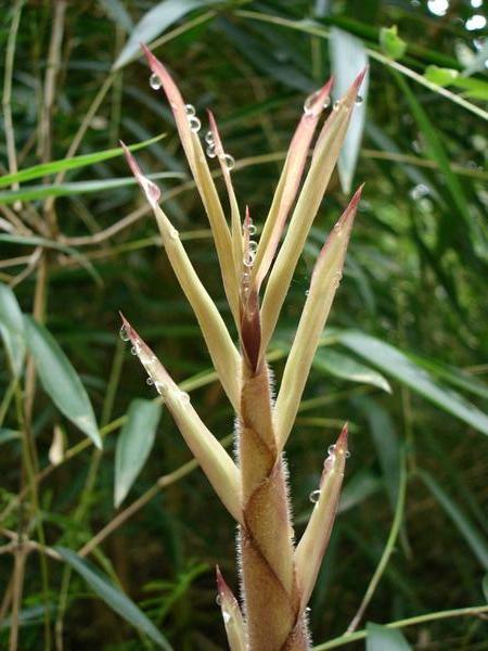 Chilean Bamboo