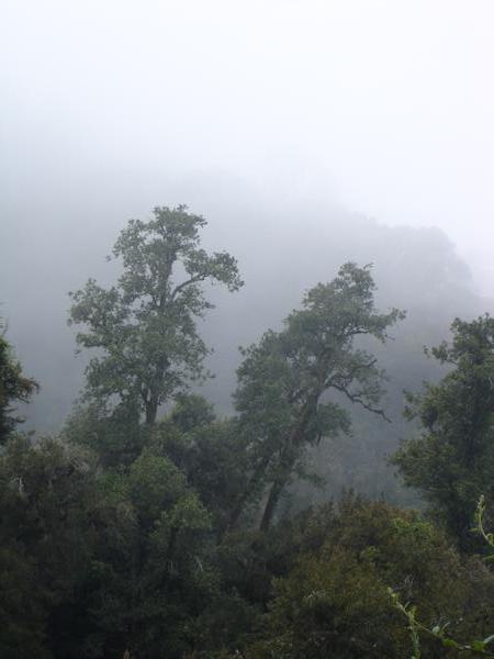 fog on the hill