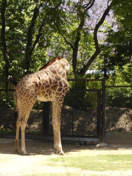 headless giraffe