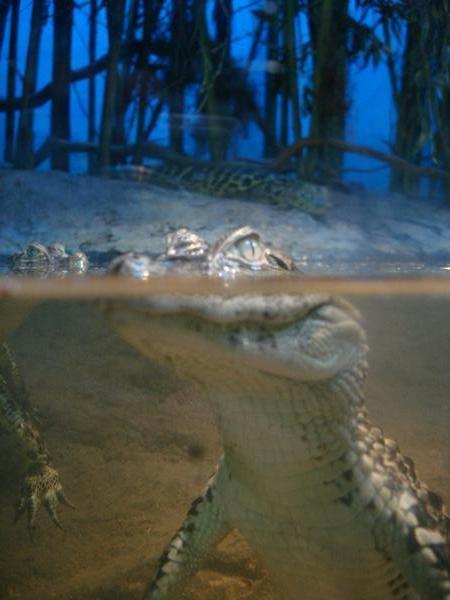 top end of a croc/caiman