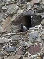 pigeon in ruin wall