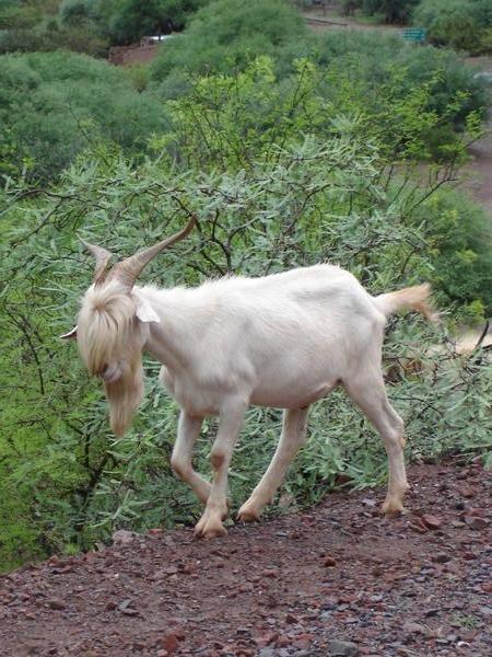 teenager goat (love the fringe)