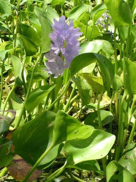 Eichhornia crassipes (Water Hyacinth)