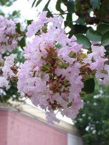 beautiful pale pink Lagerstroemia
