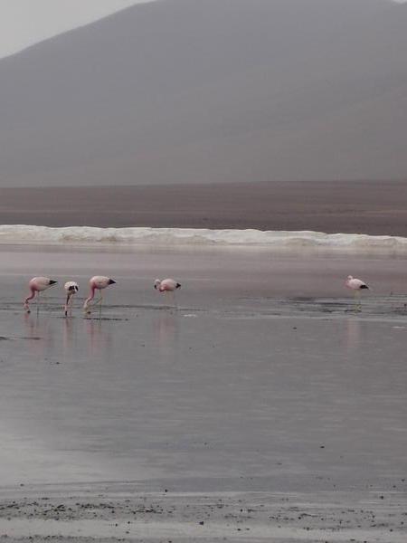 flamingos on Laguna Colorada