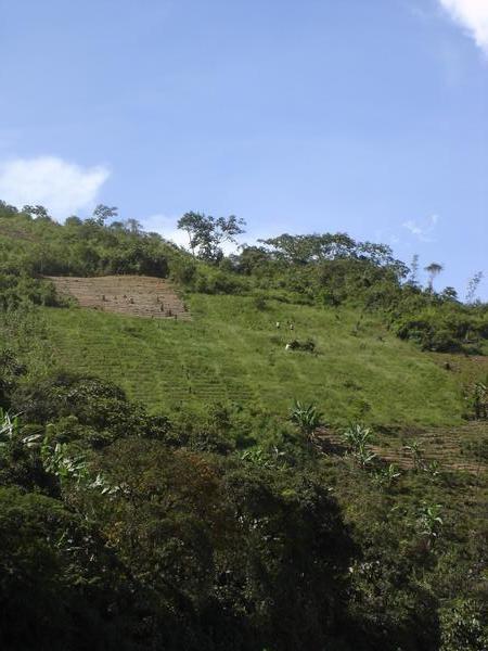 coca fields