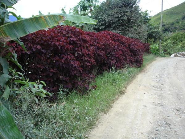 Euphorbia cotiniifolia hedge
