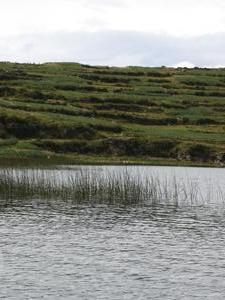 lakeside reeds