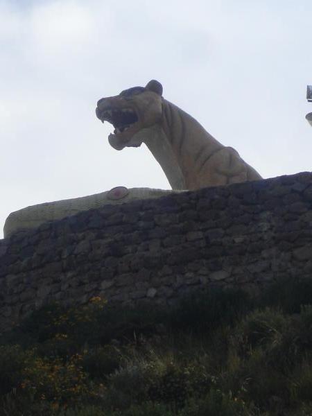 Puma overlooking Puno