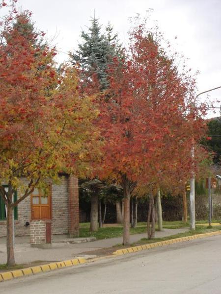 Rowan trees in autumn colour