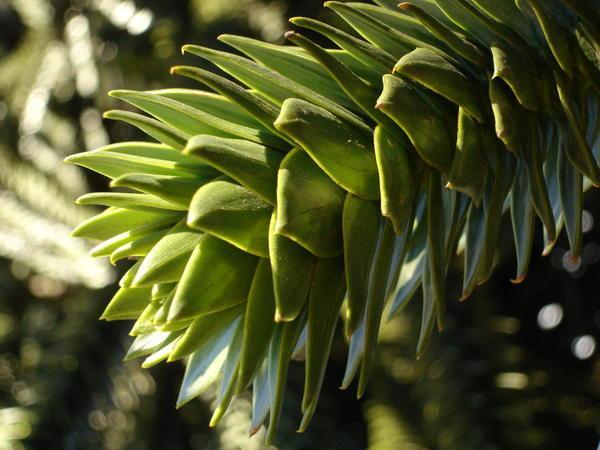 Monkey Puzzle foliage - very prickly!