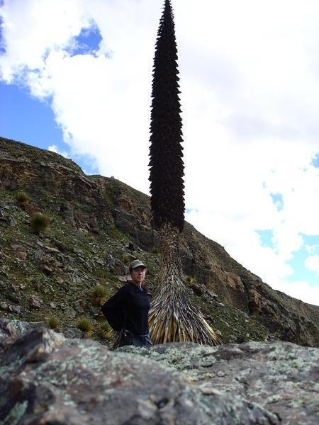 me and the Puya (almost all, anyway)