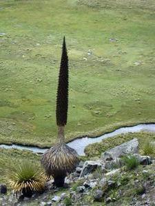 Puya and valley floor