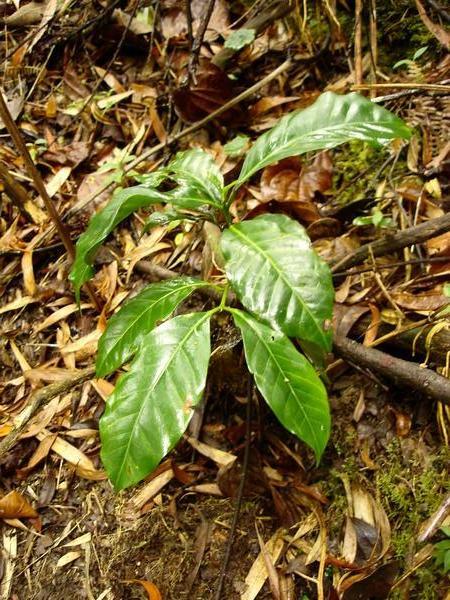 young coffee plant