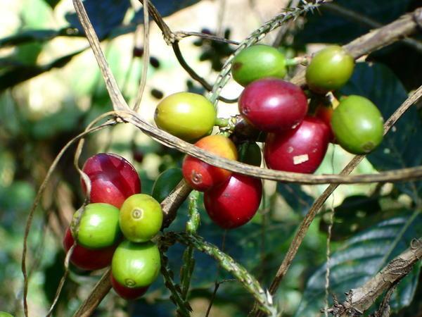 ripening coffee berries