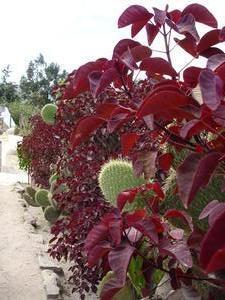 Euphorbia cotiniifolia on the equator line