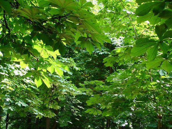 green canopy of horse chestnuts