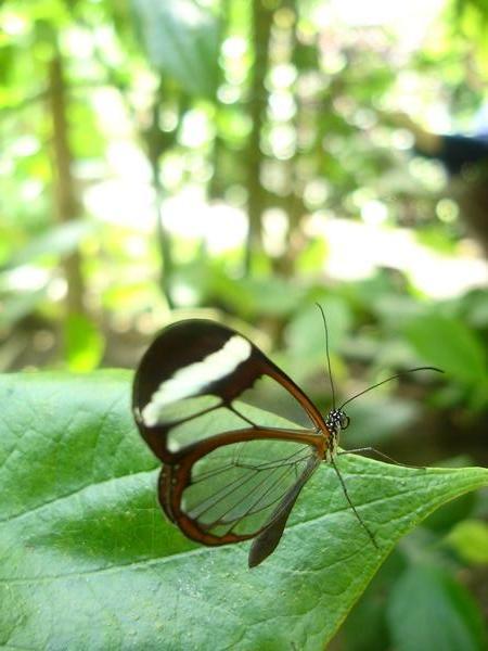 see-through butterfly