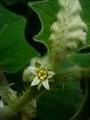 naranjilla flower (for Clive)