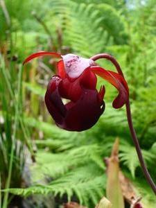 sarracenia