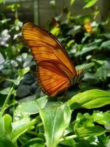 dutch butterfly