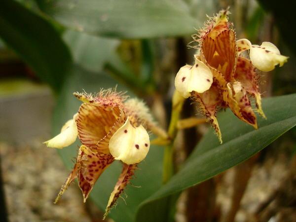 hairy orchids