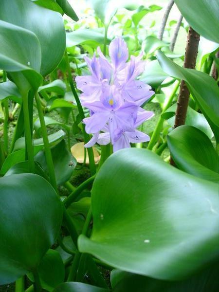water hyacinth flowers