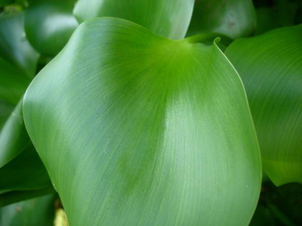 water hyacinth leaves