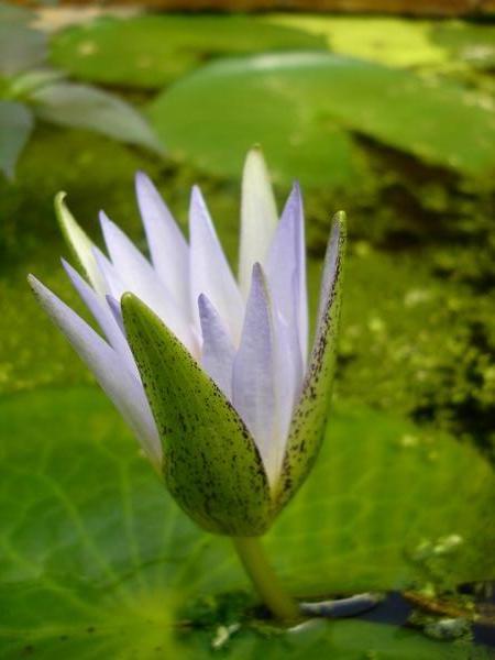 blue water lily opening