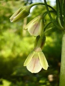I love this flower (Allium bulgaricum)