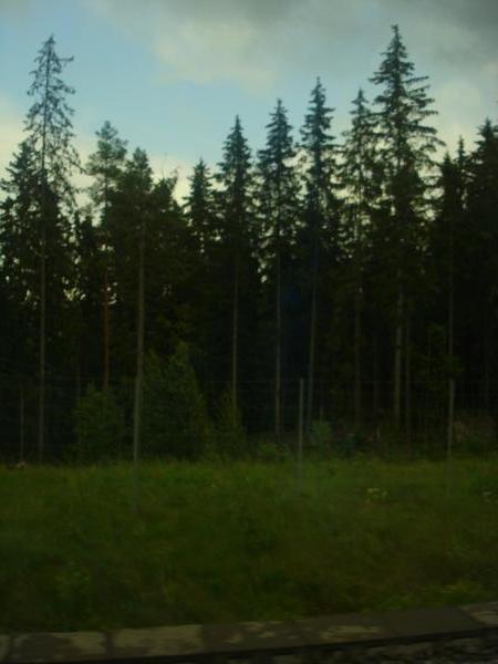 the woods where the moose live