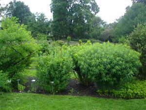 the Euphorbia section of the perennial garden
