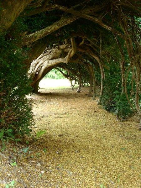 Yew tunnel
