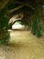 Yew tunnel