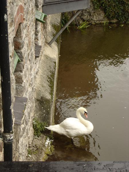 the Queen's swan (one of many)