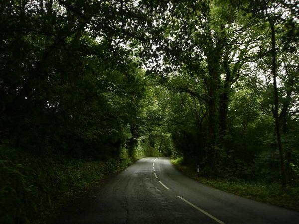 Welsh roadsides