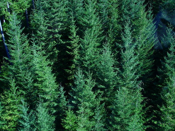 conifers on the slopes