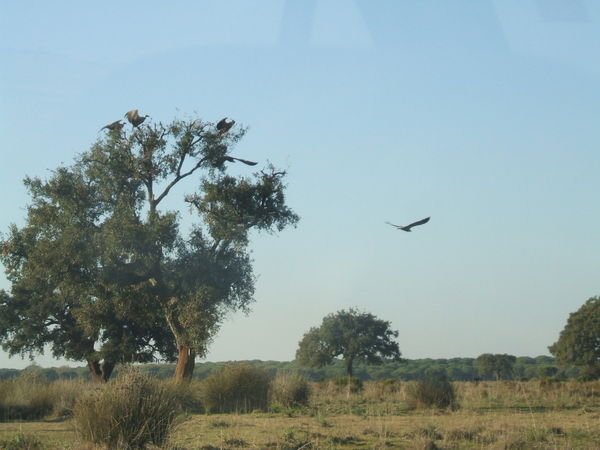 El Rocio Vultures