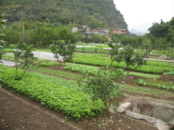 Chinese Allotment