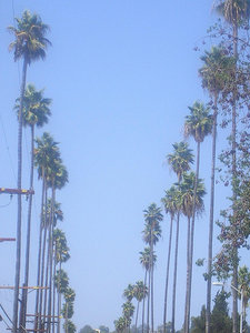 Palm tree lined roads