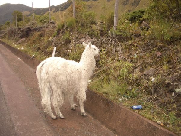 Llama on the roads !