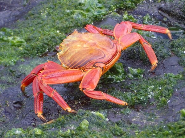 Crabs on every rock ! | Photo