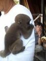 Woolly monkey, saved by rangers from becoming a pet to some Ecuadorians.