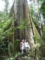 Big rainforest tree