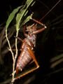 Katide grasshopper