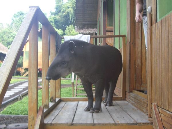 The lodge tapir getting up close & personal