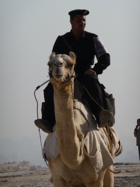 Guard on camel